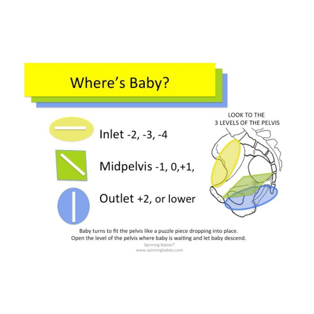 Light - Illustration of the baby's position in the womb